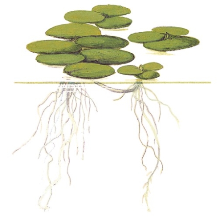 Preview: Limnobium laevigatum 1-2-Grow! In Vitro Tropica Preview: Limnobium laevigatum 1-2-Grow! In Vitro Tropica